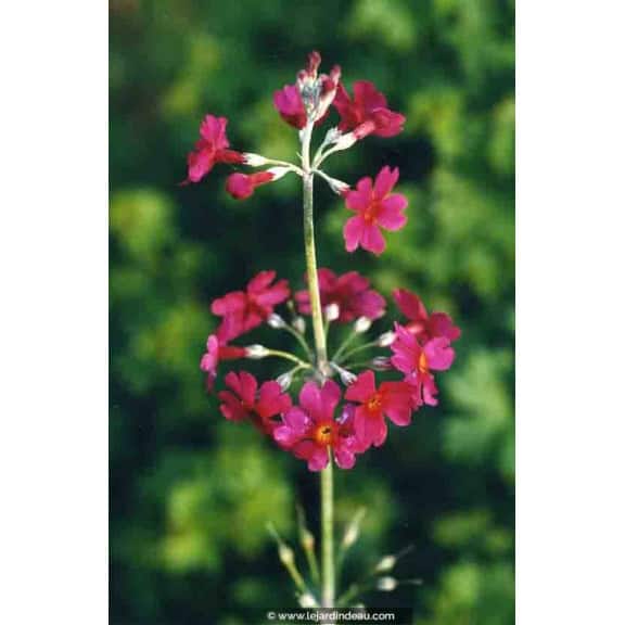 Primula japonica 'Miller's Crimson'