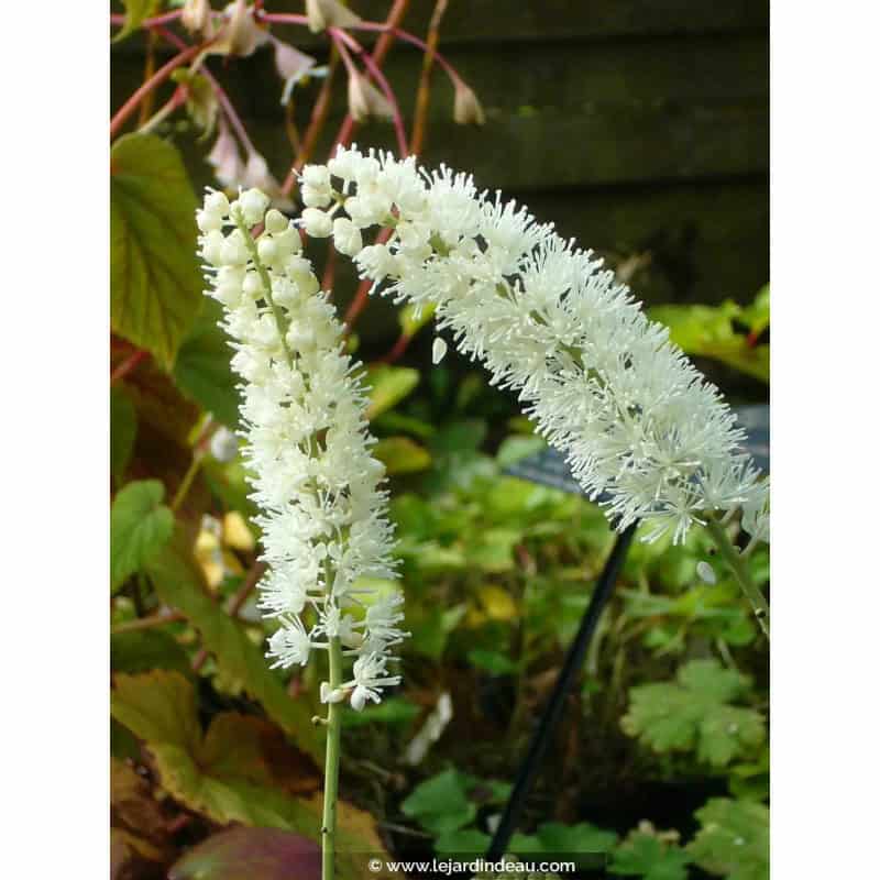 ACTAEA simplex 'White Pearl' ACTAEA simplex 'White Pearl'