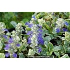 AJUGA reptans 'Arctic Fox' AJUGA reptans 'Arctic Fox'
