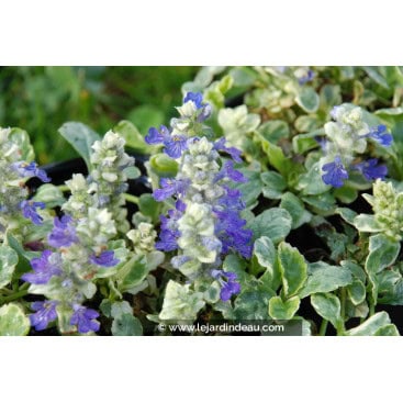 AJUGA reptans \'Arctic Fox\' - Bugle rampant \'Arctic Fox\'