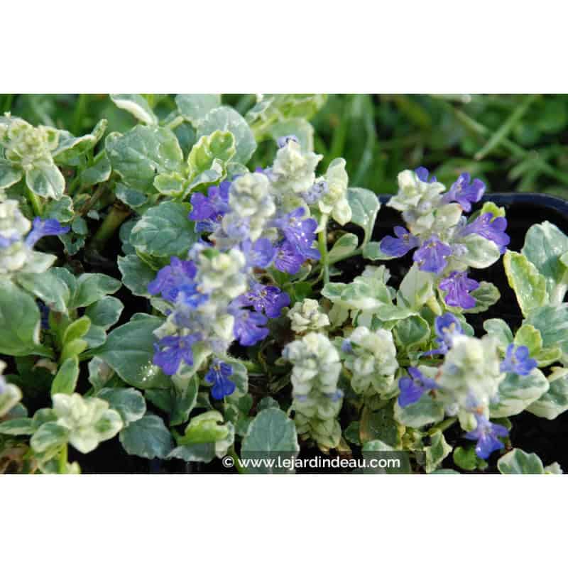 AJUGA reptans 'Arctic Fox' AJUGA reptans 'Arctic Fox'