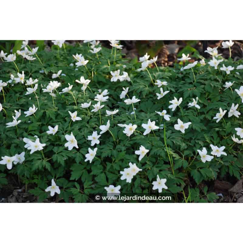 ANEMONE nemorosa ANEMONE nemorosa