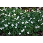 ANEMONE nemorosa ANEMONE nemorosa