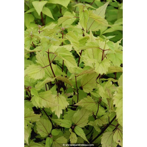 EUPATORIUM rugosum