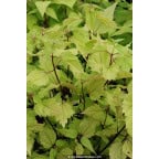 EUPATORIUM rugosum EUPATORIUM rugosum