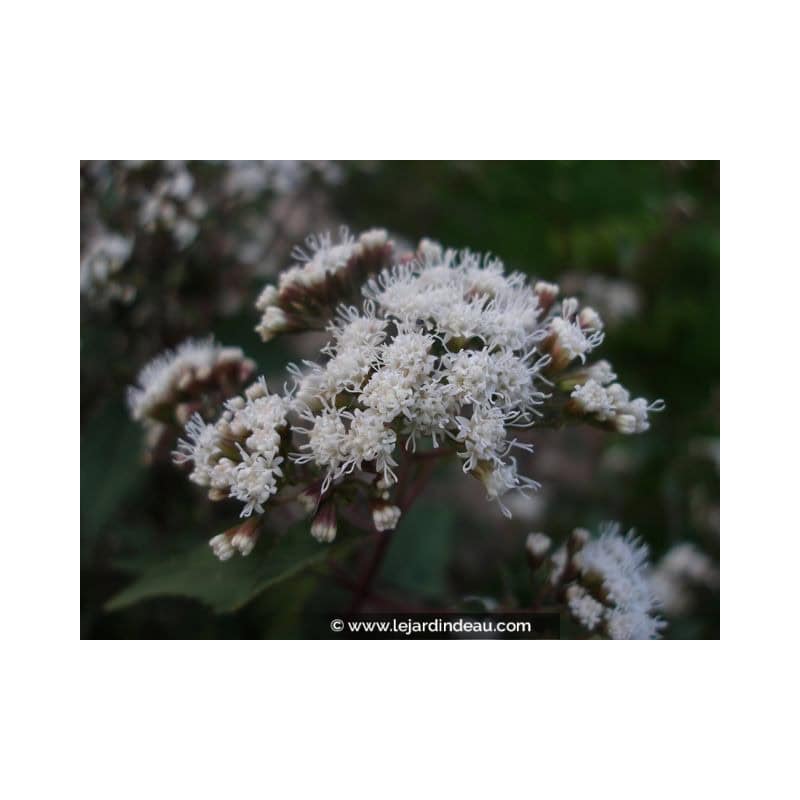EUPATORIUM rugosum 'Chocolate' EUPATORIUM rugosum 'Chocolate'