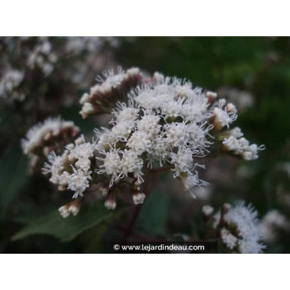 EUPATORIUM rugosum 'Chocolate'