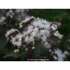 EUPATORIUM rugosum 'Chocolate' EUPATORIUM rugosum 'Chocolate'