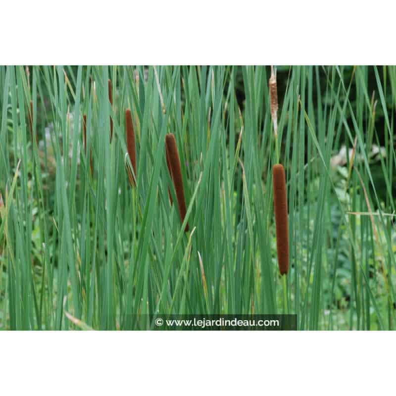 TYPHA latifolia TYPHA latifolia