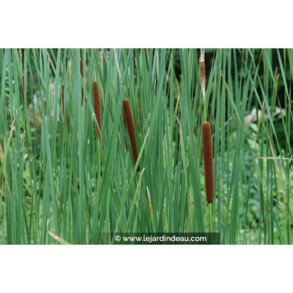 TYPHA latifolia