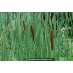 TYPHA latifolia TYPHA latifolia