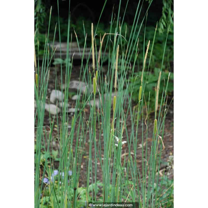 TYPHA laxmannii TYPHA laxmannii