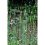TYPHA laxmannii TYPHA laxmannii