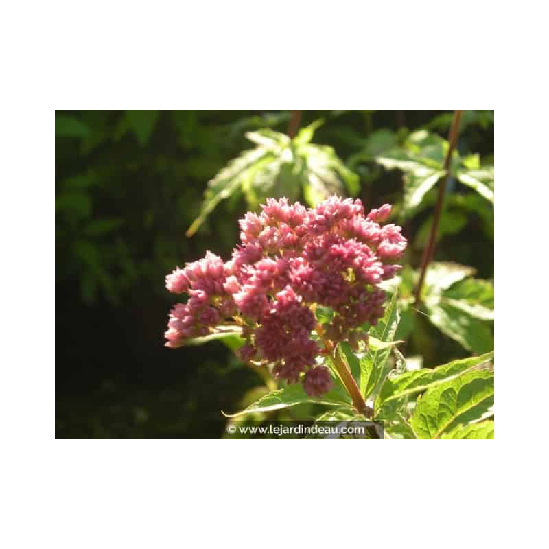 EUPATORIUM cannabinum 'Flore Pleno' EUPATORIUM cannabinum 'Flore Pleno'