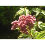 EUPATORIUM cannabinum 'Flore Pleno' EUPATORIUM cannabinum 'Flore Pleno'