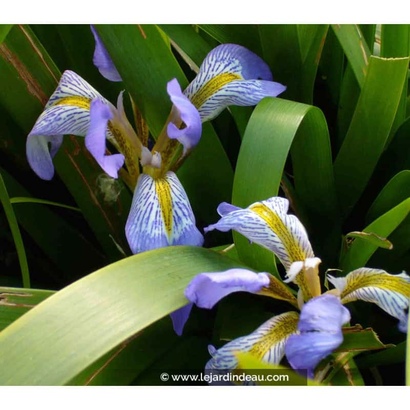 IRIS lazica IRIS lazica
