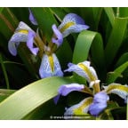 IRIS lazica IRIS lazica