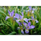 IRIS lazica IRIS lazica