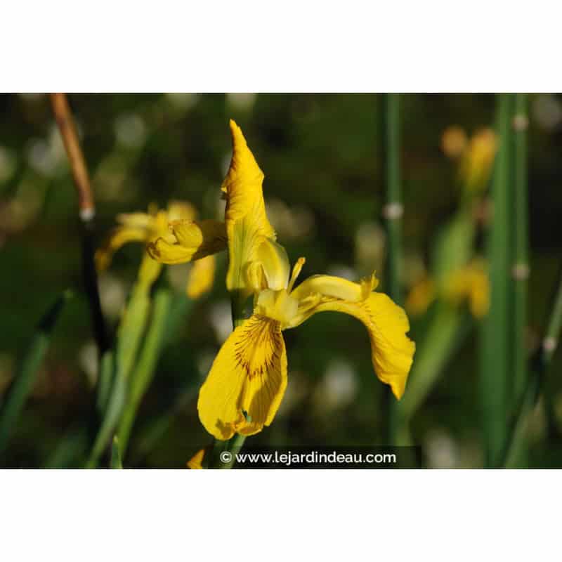IRIS pseudacorus IRIS pseudacorus