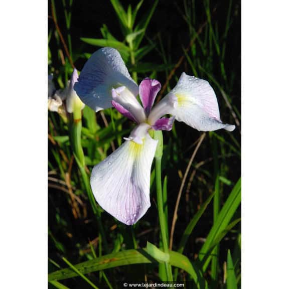 IRIS ensata