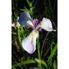 IRIS ensata
