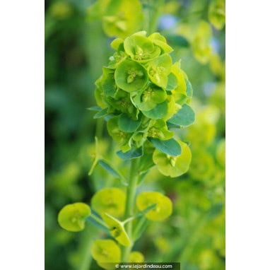 EUPHORBIA amygdaloïdes var. robbiae - Euphorbe des bois