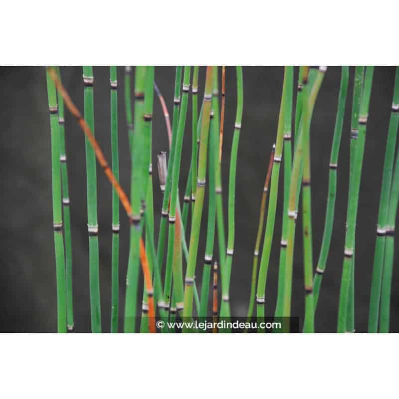 EQUISETUM hyemale EQUISETUM hyemale