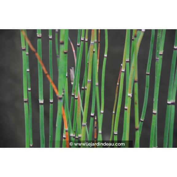 EQUISETUM hyemale