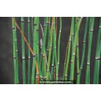 EQUISETUM hyemale EQUISETUM hyemale