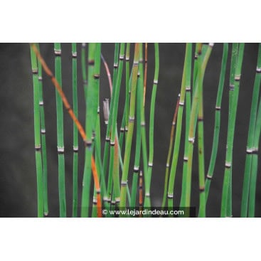 EQUISETUM hyemale - Prêle d\'hiver
