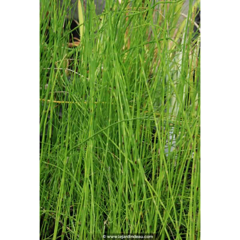EQUISETUM fluviatile EQUISETUM fluviatile