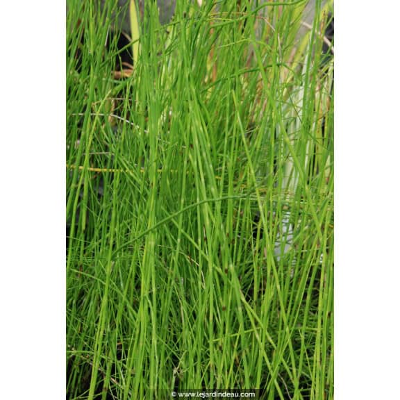 EQUISETUM fluviatile