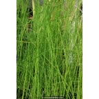 EQUISETUM fluviatile EQUISETUM fluviatile