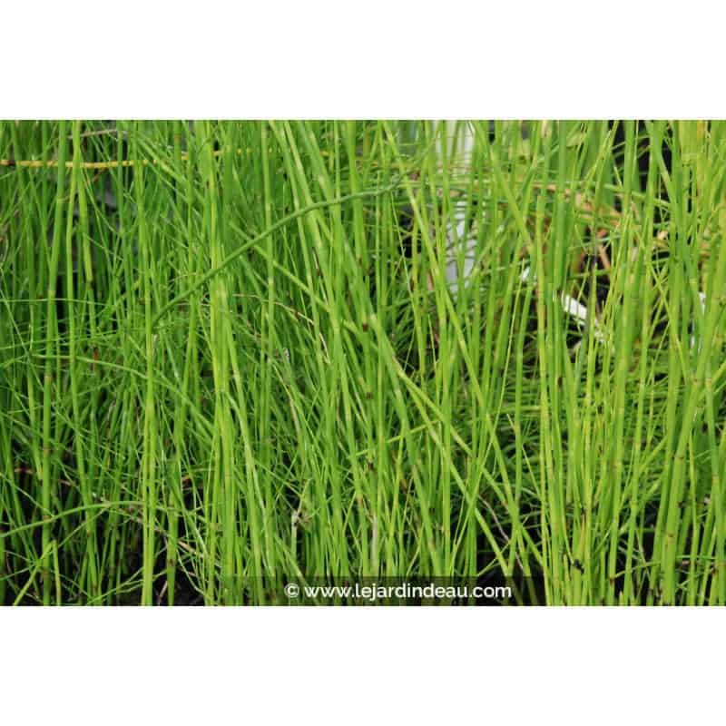EQUISETUM fluviatile EQUISETUM fluviatile