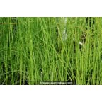 EQUISETUM fluviatile EQUISETUM fluviatile
