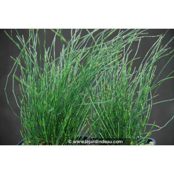 Equisetum scirpoides