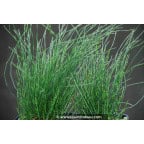 Equisetum scirpoides Equisetum scirpoides