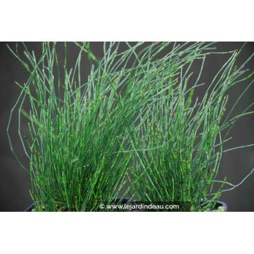 EQUISETUM scirpoides - Petite prêle