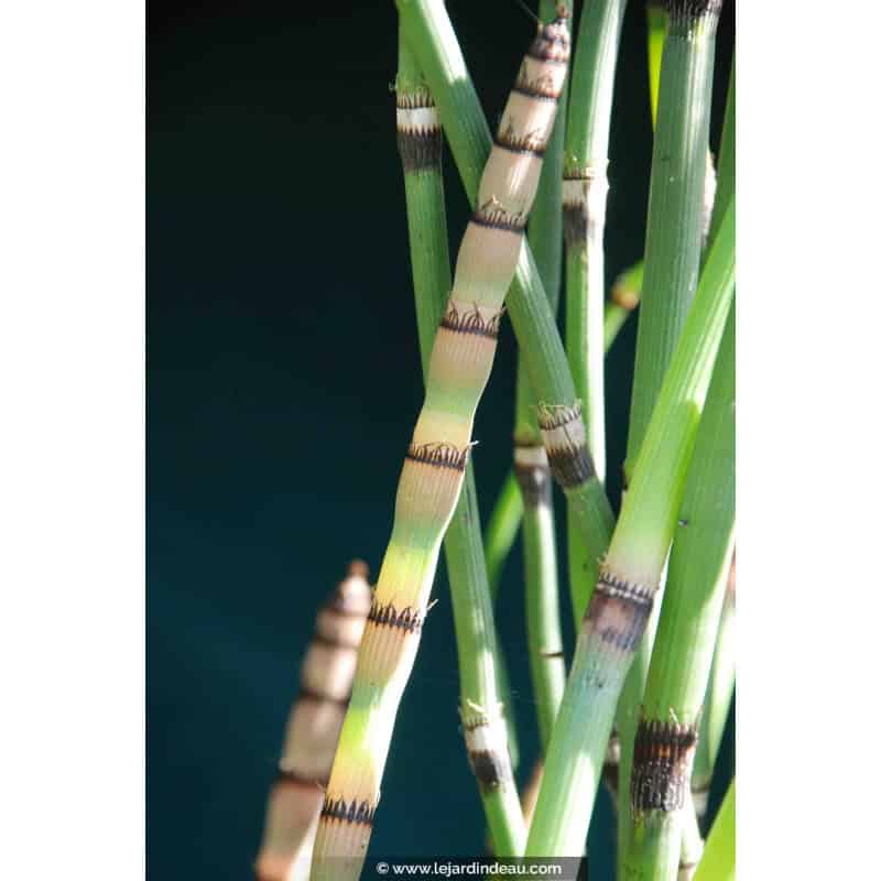 EQUISETUM hyemale var. robustum EQUISETUM hyemale var. robustum