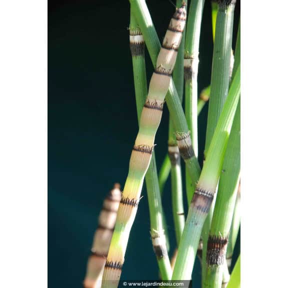 EQUISETUM hyemale var. robustum