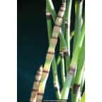EQUISETUM hyemale var. robustum EQUISETUM hyemale var. robustum