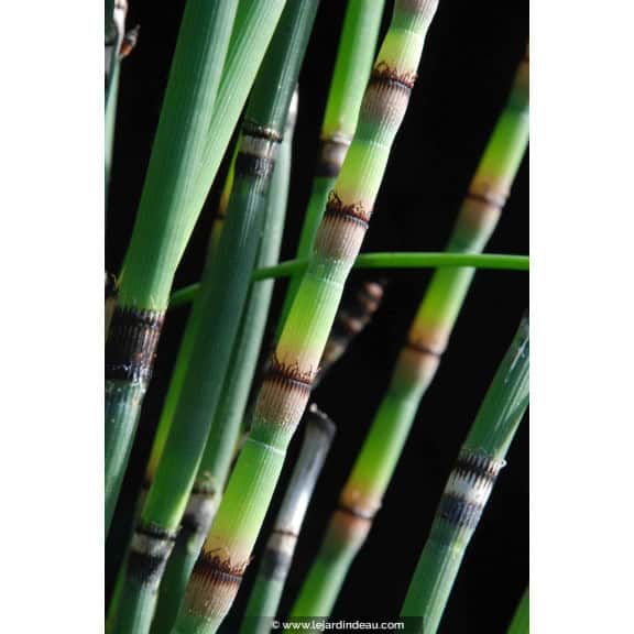 EQUISETUM hyemale var. robustum