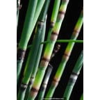 EQUISETUM hyemale var. robustum EQUISETUM hyemale var. robustum