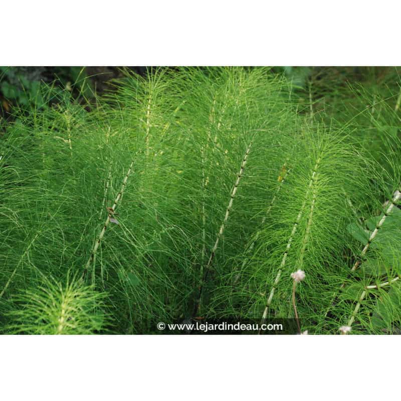 EQUISETUM telmateia EQUISETUM telmateia