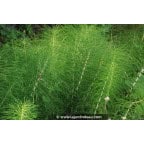 EQUISETUM telmateia EQUISETUM telmateia