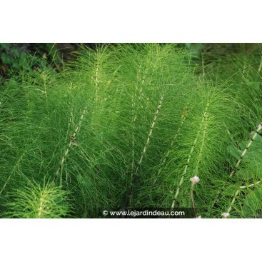 EQUISETUM telmateia - Grande prêle / Grande queue-de-cheval