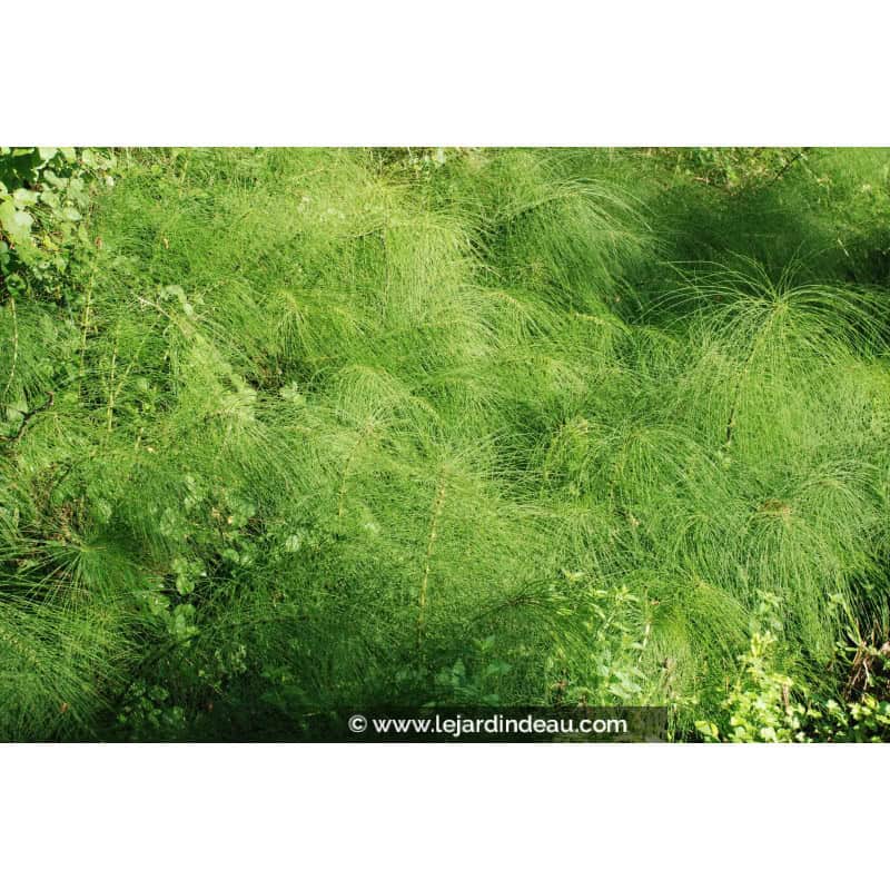 EQUISETUM telmateia EQUISETUM telmateia