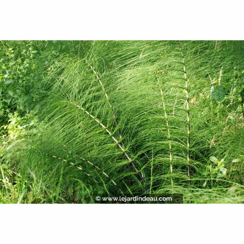 EQUISETUM telmateia EQUISETUM telmateia