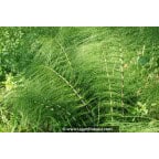 EQUISETUM telmateia EQUISETUM telmateia