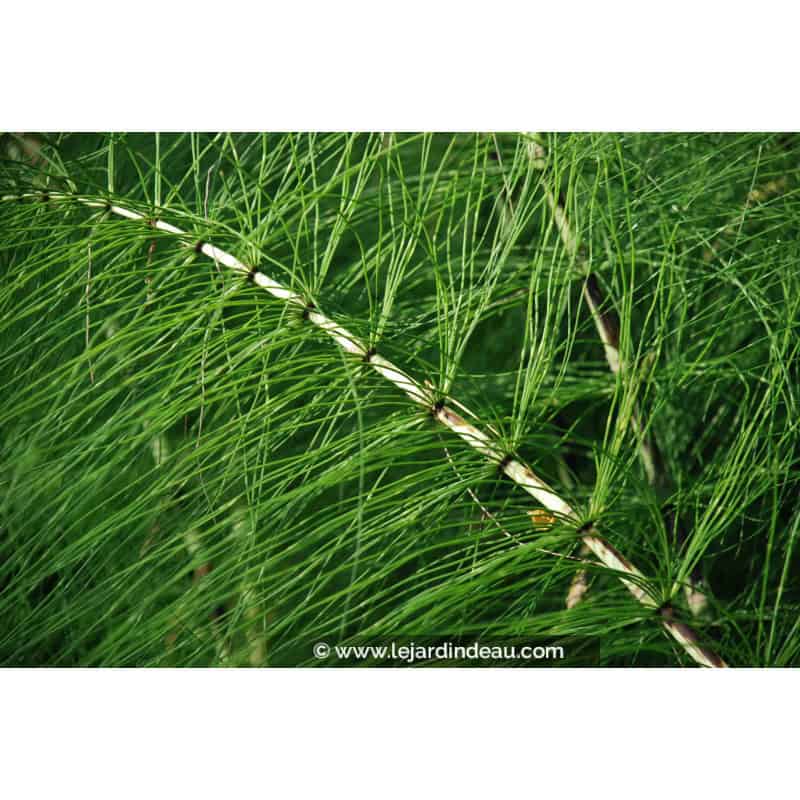 EQUISETUM telmateia EQUISETUM telmateia